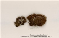 藏品(角石蕊)的圖片